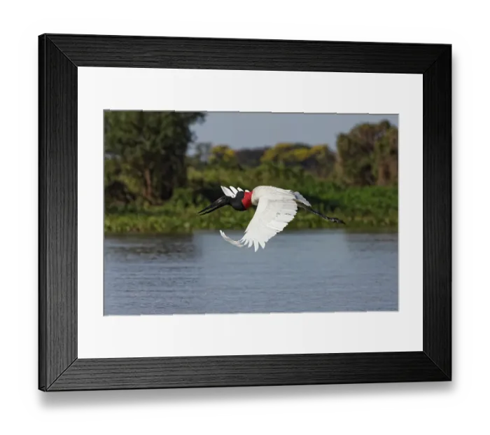 Framed Print : Jabiru stork in flight. Mato Grosso, Pantanal, Brazil, South America