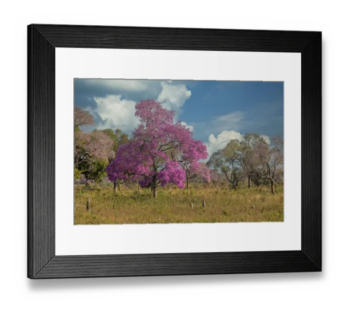 Framed Print : Pink Lapacho tree in full bloom along the Transpantaneira Highway, Brazil, South America Framed Print : Pink Lapacho tree in full bloom along the Transpantaneira Highway, Brazil, South America