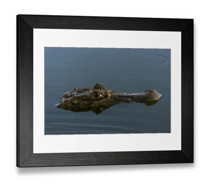 Framed Print : Caiman, Pantanal, Brazil Framed Print : Caiman, Pantanal, Brazil