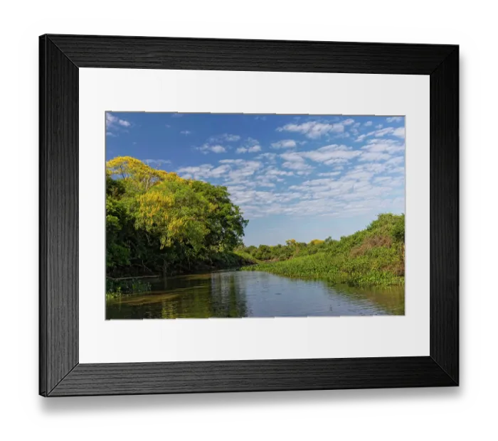 Framed Print : Cambara Tree in full bloom along small waterway. Mato Grosso, Pantanal, Brazil, South America Framed Print : Cambara Tree in full bloom along small waterway. Mato Grosso, Pantanal, Brazil, South America