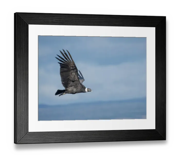 Framed Print : Female Andean condor in Patagonia. Chile, Magallanes Framed Print : Female Andean condor in Patagonia. Chile, Magallanes