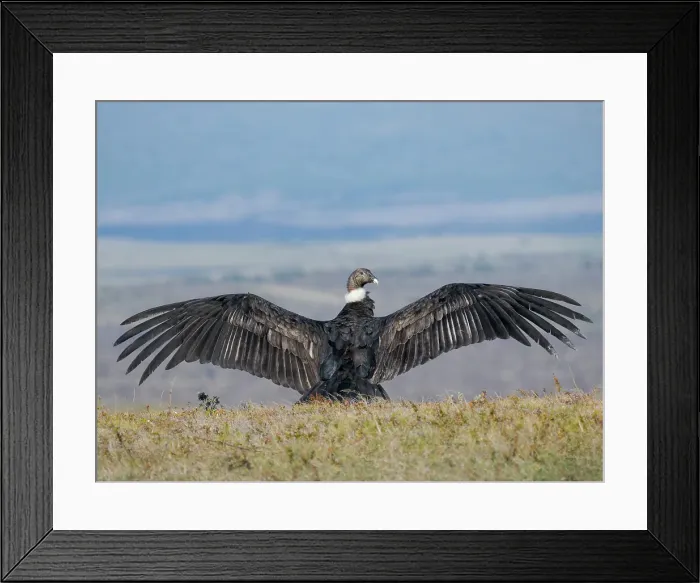 Framed Print : Immature female Andean condor in Patagonia. Chile, Magallanes Framed Print : Immature female Andean condor in Patagonia. Chile, Magallanes