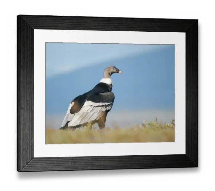Framed Print : Female Andean condor in Patagonia. Chile, Magallanes Framed Print : Female Andean condor in Patagonia. Chile, Magallanes