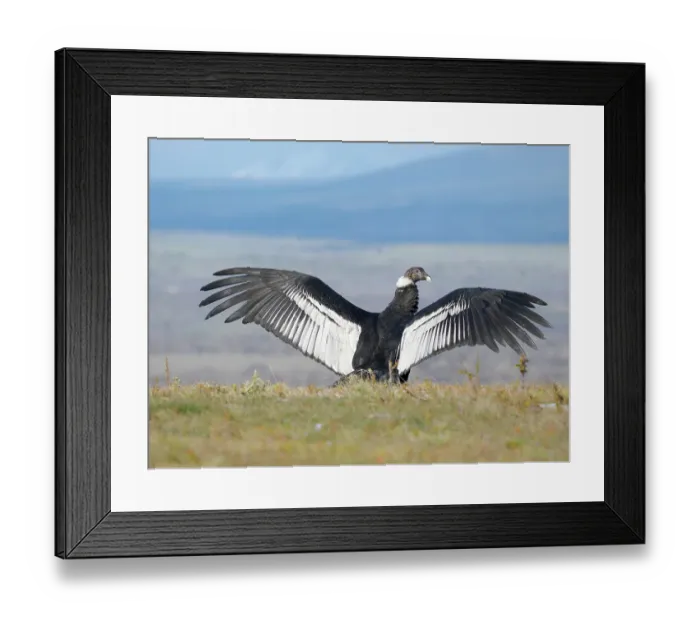 Framed Print : Female Andean condor in Patagonia. Chile, Magallanes Framed Print : Female Andean condor in Patagonia. Chile, Magallanes