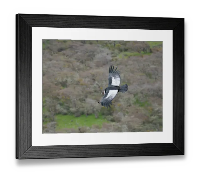 Framed Print : Andean condor male in Patagonia. South America, Chile, Magallanes. (Editorial Use Only)