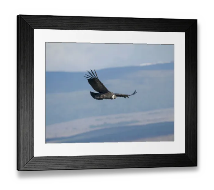 Framed Print : Female Andean condor in Patagonia. Chile, Magallanes