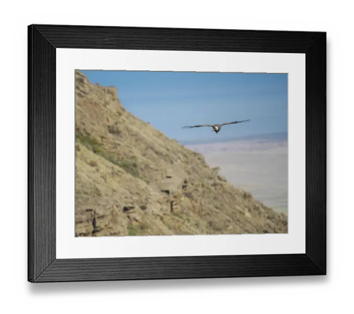 Framed Print : Female Andean condor in Patagonia. Chile, Magallanes Framed Print : Female Andean condor in Patagonia. Chile, Magallanes