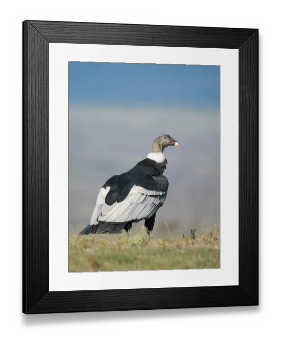 Framed Print : Female Andean condor in Patagonia. Chile, Magallanes