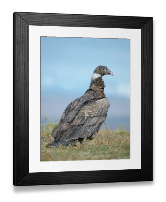 Framed Print : Andean condor, immature female in Patagonia. South America, Chile, Magallanes. (Editorial Use Only) Framed Print : Andean condor, immature female in Patagonia. South America, Chile, Magallanes. (Editorial Use Only)