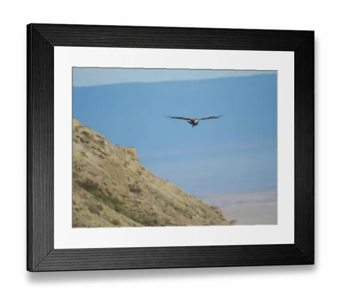 Framed Print : Andean condor female, in Patagonia. South America, Chile, Magallanes. (Editorial Use Only)