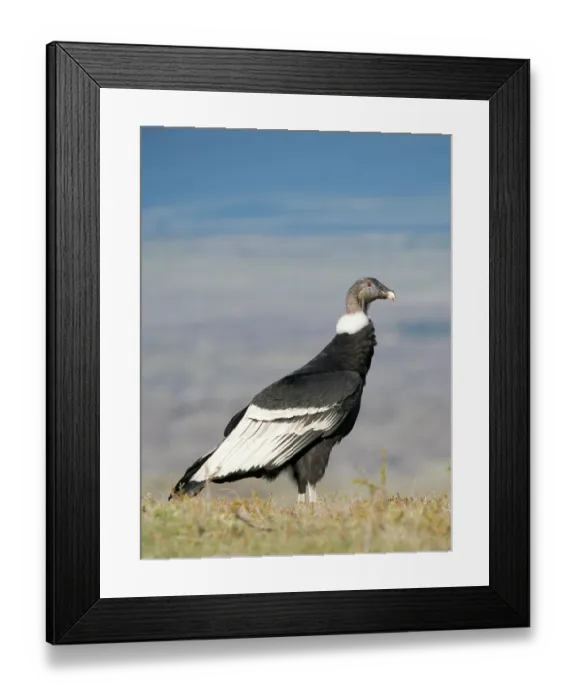 Framed Print : Andean condor female in Patagonia. South America, Chile, Magallanes. (Editorial Use Only) Framed Print : Andean condor female in Patagonia. South America, Chile, Magallanes. (Editorial Use Only)