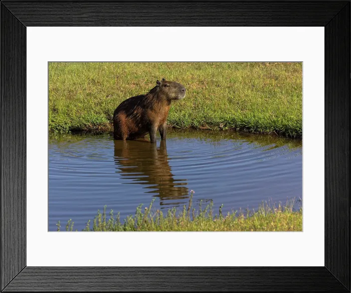 Framed Print : Capybara, Mato Grosso, Pantanal, Brazil, South America