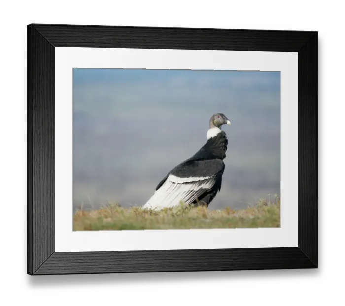 Framed Print : Andean condor female in Patagonia. South America, Chile, Magallanes. (Editorial Use Only) Framed Print : Andean condor female in Patagonia. South America, Chile, Magallanes. (Editorial Use Only)