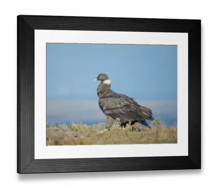 Framed Print : Andean condor, immature female in Patagonia. South America, Chile, Magallanes. (Editorial Use Only) Framed Print : Andean condor, immature female in Patagonia. South America, Chile, Magallanes. (Editorial Use Only)