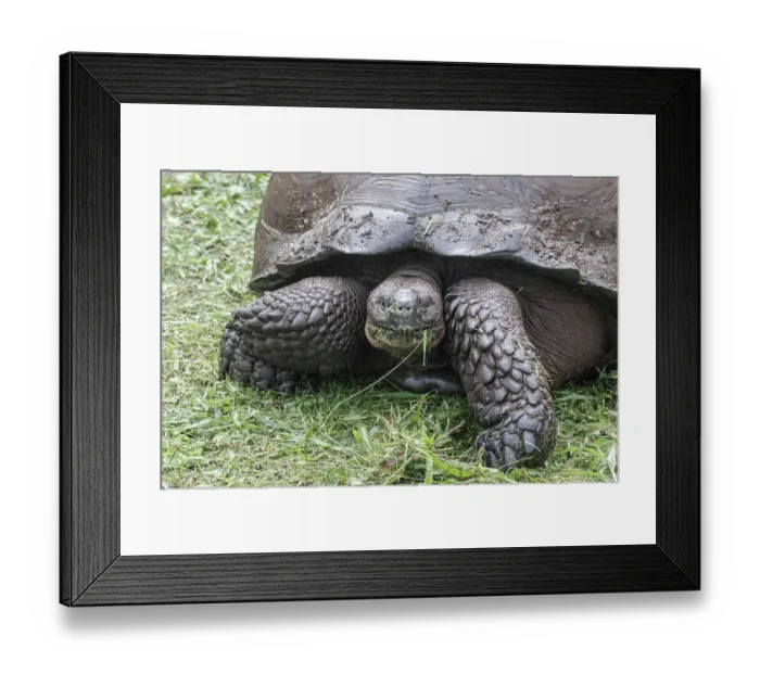 Framed Print : Giant tortoise is found in the Giant Tortoise Reserve on Santa Cruz Island Framed Print : Giant tortoise is found in the Giant Tortoise Reserve on Santa Cruz Island