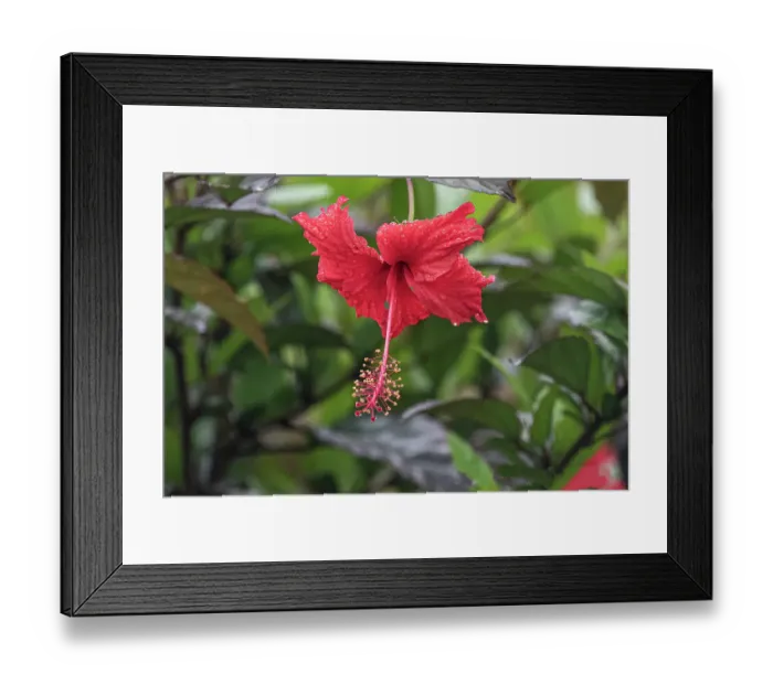 Framed Print : Chinese hibiscus is a species of tropical hibiscus in the Malvaceae family Framed Print : Chinese hibiscus is a species of tropical hibiscus in the Malvaceae family
