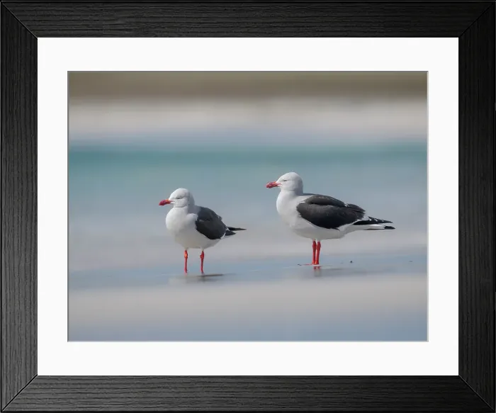 Framed Print : Dolphin gull on the beach of Bleaker Island. South America, Falkland Islands. (Editorial Use Only)