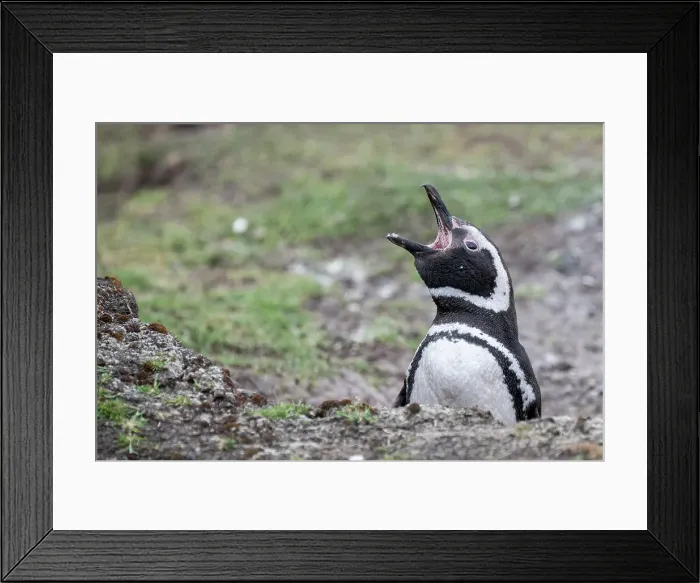 Framed Print : Falkland Islands, West Falklands, Saunders Island. Magellanic penguin Framed Print : Falkland Islands, West Falklands, Saunders Island. Magellanic penguin