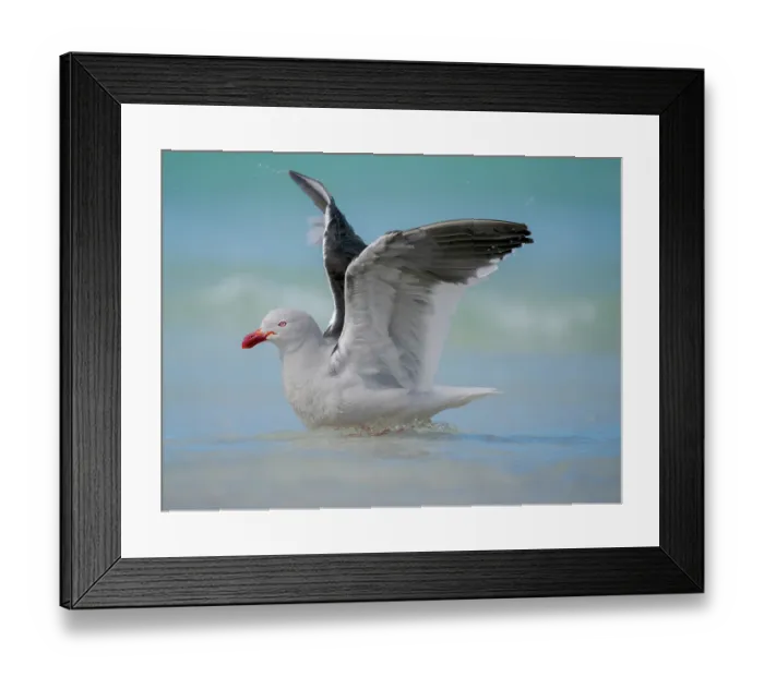 Framed Print : Dolphin gull on the beach of Saunders Island, Falkland Islands