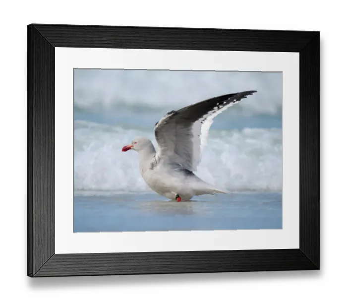 Framed Print : Dolphin gull on the beach of Saunders Island. South America, Falkland Islands. (Editorial Use Only)