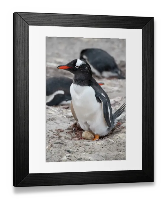 Framed Print : Falkland Islands, West Falklands, Saunders Island. Nesting gentoo penguin with egg