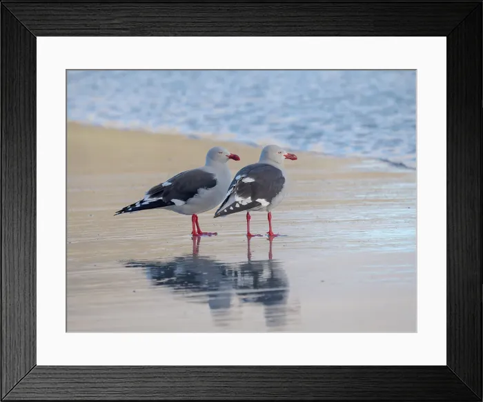 Framed Print : Dolphin gull on the beach of Saunders Island, Falkland Islands Framed Print : Dolphin gull on the beach of Saunders Island, Falkland Islands