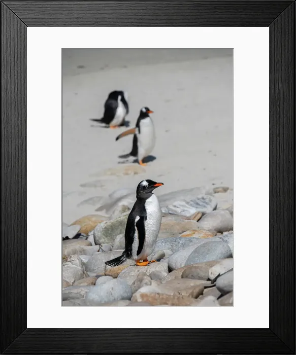 Framed Print : Falkland Islands, West Falklands, Grave Cove. Gentoo penguins on sandy white beach