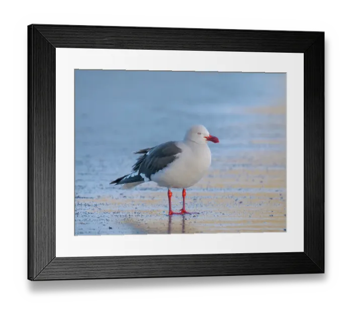 Framed Print : Dolphin gull on the beach of Saunders Island, Falkland Islands