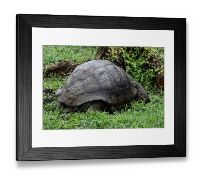 Framed Print : Giant tortoise found in the nature preserve on Santa Cruz Island in the Galapagos Islands Framed Print : Giant tortoise found in the nature preserve on Santa Cruz Island in the Galapagos Islands
