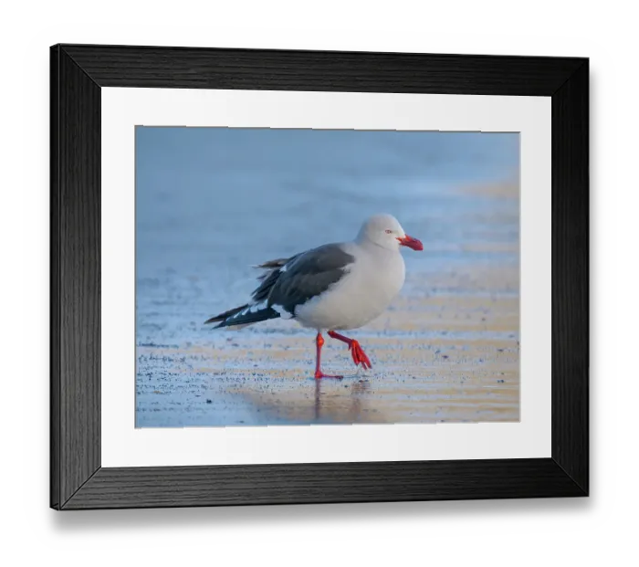 Framed Print : Dolphin gull on the beach of Saunders Island. South America, Falkland Islands. (Editorial Use Only) Framed Print : Dolphin gull on the beach of Saunders Island. South America, Falkland Islands. (Editorial Use Only)