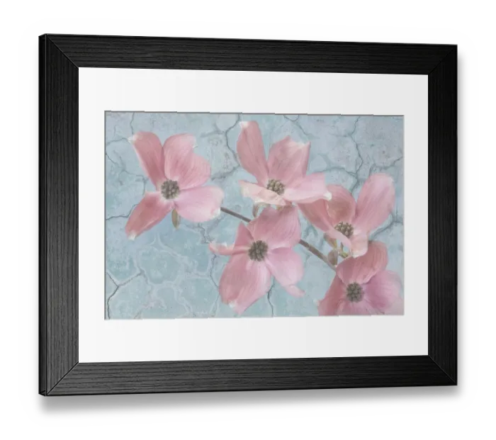 Framed Print : Mexico, Jalpa. Pink dogwood flower collage. ©Don Paulson  /  Jaynes Gallery  /  DanitaDelimont.com