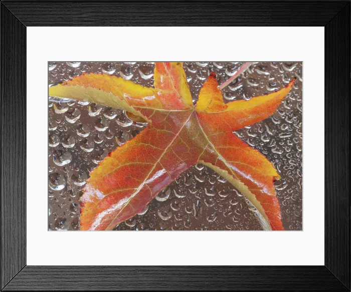 Framed Print : Mexico, Baha California, Tecate. Fall leaf and water drops ©Don Paulson  /  Jaynes Gallery  /  DanitaDelimont.com