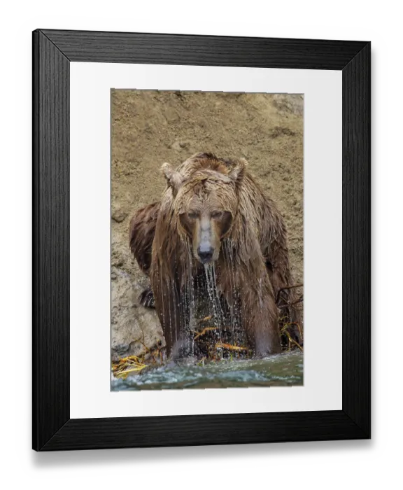 Framed Print : Alaskan brown bear along Alagnak River, Alaska