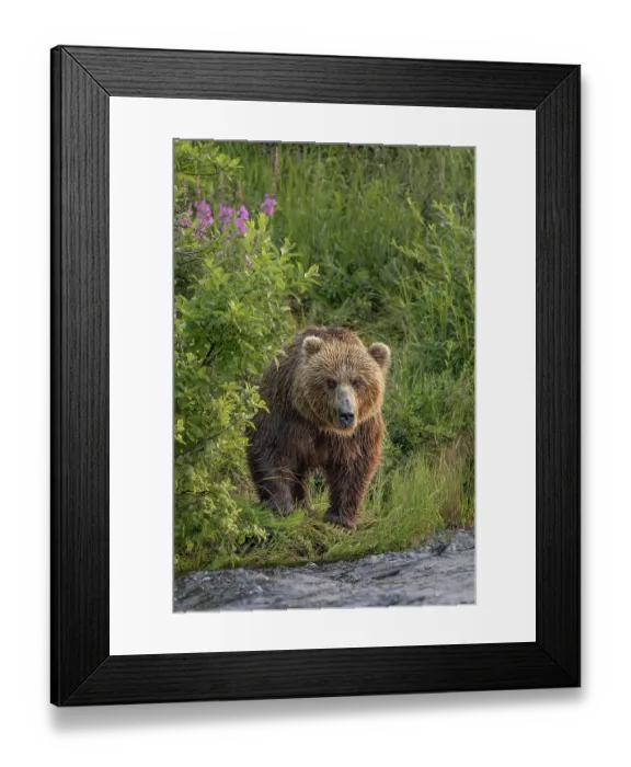 Framed Print : Alaskan brown bear along Alagnak River, Alaska Framed Print : Alaskan brown bear along Alagnak River, Alaska