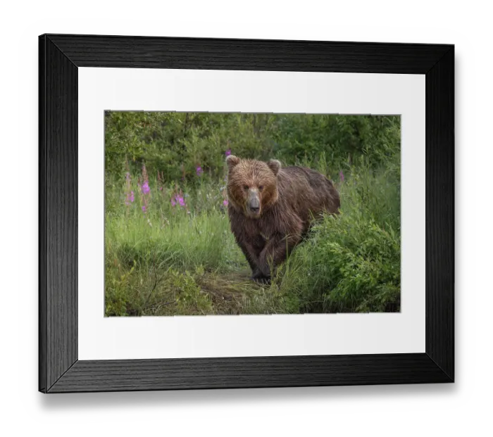 Framed Print : Alaskan brown bear along Alagnak River, Alaska