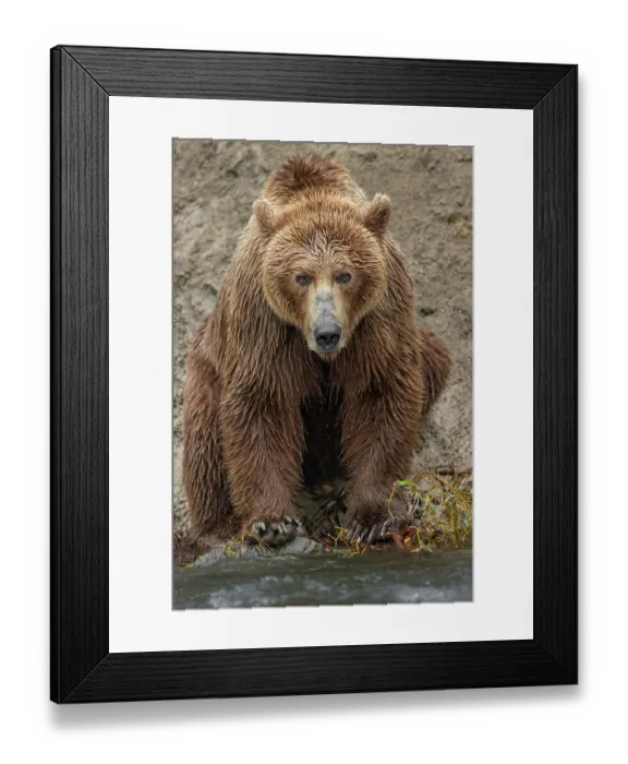 Framed Print : Alaskan brown bear along Alagnak River, Alaska Framed Print : Alaskan brown bear along Alagnak River, Alaska