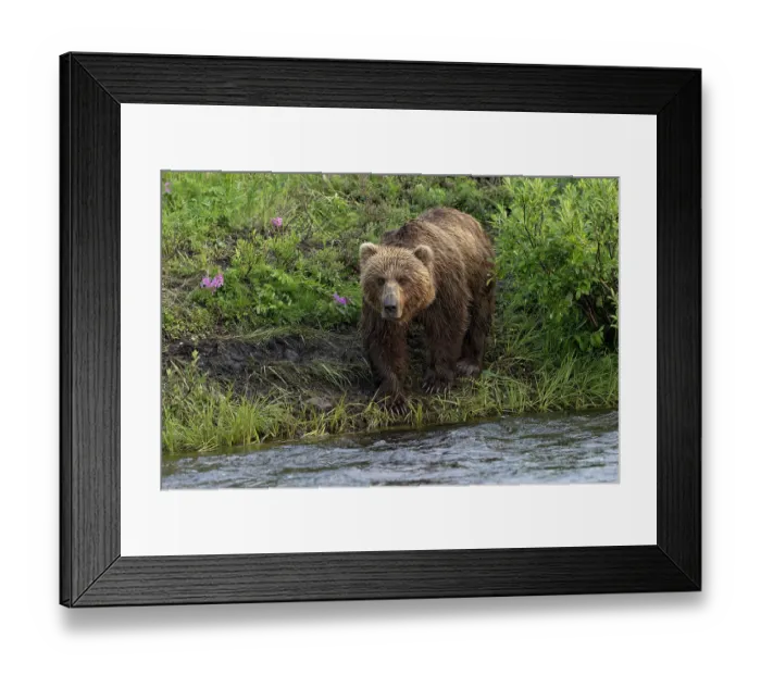 Framed Print : Alaskan brown bear along Alagnak River, Alaska Framed Print : Alaskan brown bear along Alagnak River, Alaska