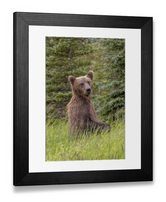 Framed Print : Alaskan brown bear along Alagnak River, Alaska Framed Print : Alaskan brown bear along Alagnak River, Alaska