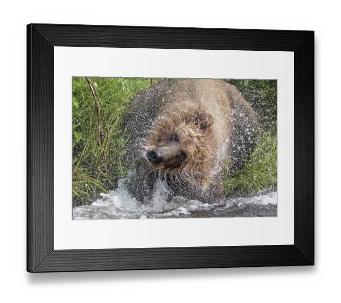 Framed Print : Alaskan brown bear along Alagnak River, Alaska Framed Print : Alaskan brown bear along Alagnak River, Alaska