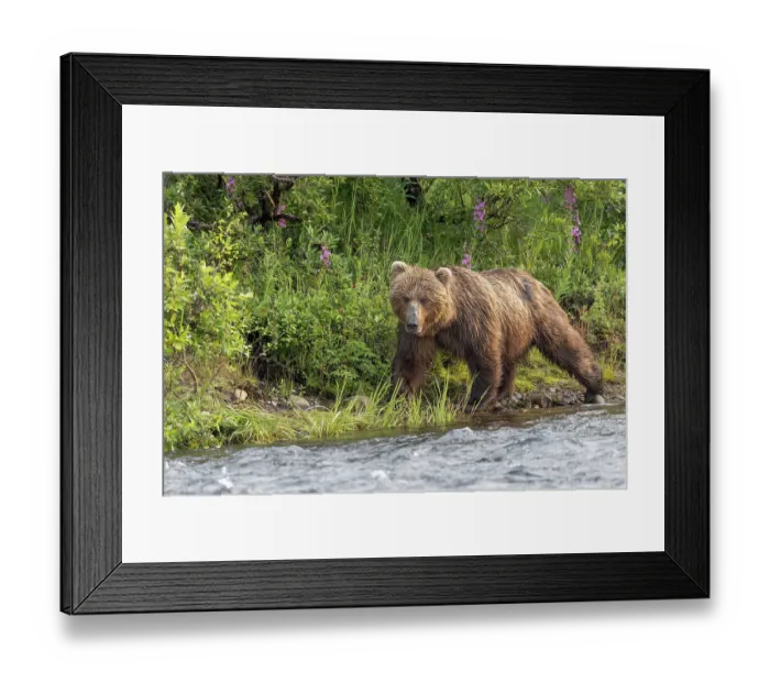 Framed Print : Alaskan brown bear along Alagnak River, Alaska Framed Print : Alaskan brown bear along Alagnak River, Alaska