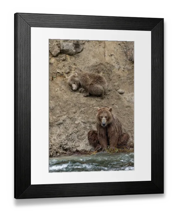 Framed Print : Alaskan brown bear along Alagnak River, Alaska Framed Print : Alaskan brown bear along Alagnak River, Alaska