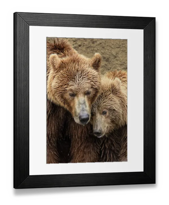 Framed Print : Alaskan brown bear along Alagnak River, Alaska Framed Print : Alaskan brown bear along Alagnak River, Alaska