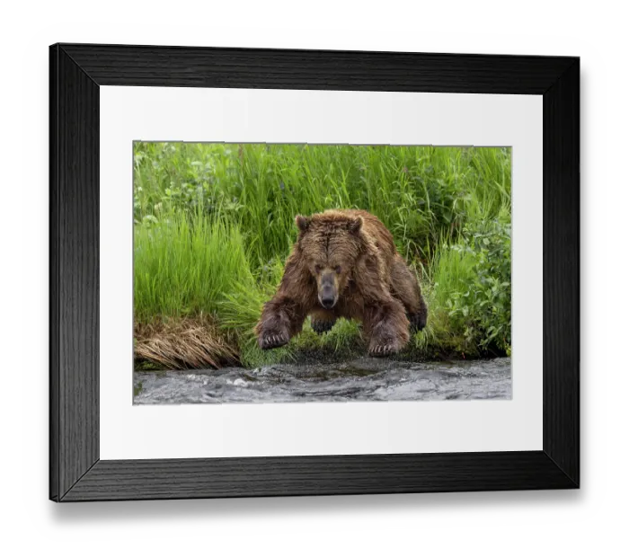 Framed Print : Alaskan brown bear along Alagnak River, Alaska Framed Print : Alaskan brown bear along Alagnak River, Alaska