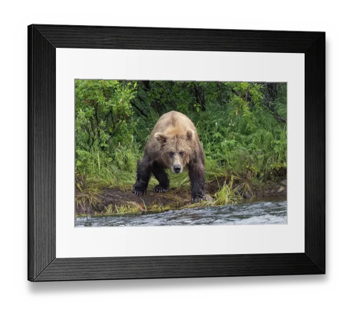 Framed Print : Alaskan brown bear along Alagnak River, Alaska Framed Print : Alaskan brown bear along Alagnak River, Alaska