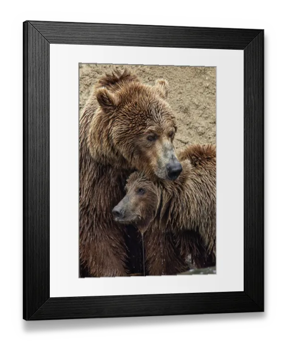 Framed Print : Alaskan brown bear along Alagnak River, Alaska Framed Print : Alaskan brown bear along Alagnak River, Alaska