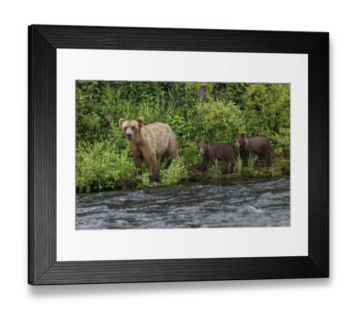 Framed Print : Alaskan brown bear along Alagnak River, Alaska