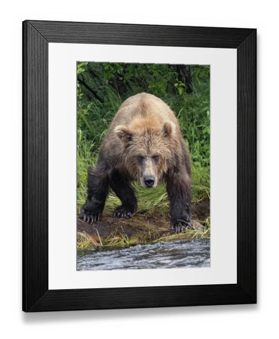 Framed Print : Alaskan brown bear along Alagnak River, Alaska Framed Print : Alaskan brown bear along Alagnak River, Alaska