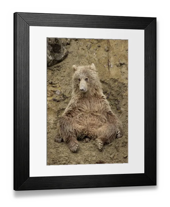 Framed Print : Alaskan brown bear along Alagnak River, Alaska Framed Print : Alaskan brown bear along Alagnak River, Alaska