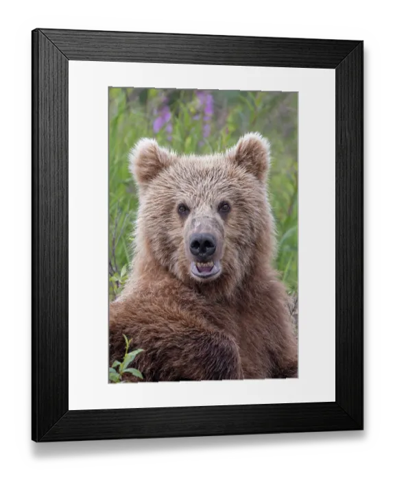Framed Print : Alaskan brown bear along Alagnak River, Alaska