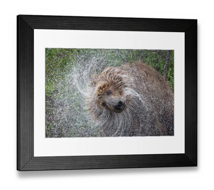 Framed Print : Alaskan brown bear along Alagnak River, Alaska